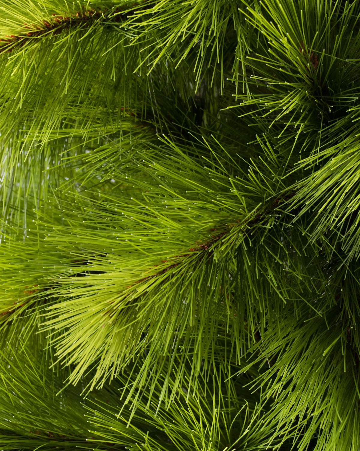 Árvore de Natal Pinheiro Agulha Slim